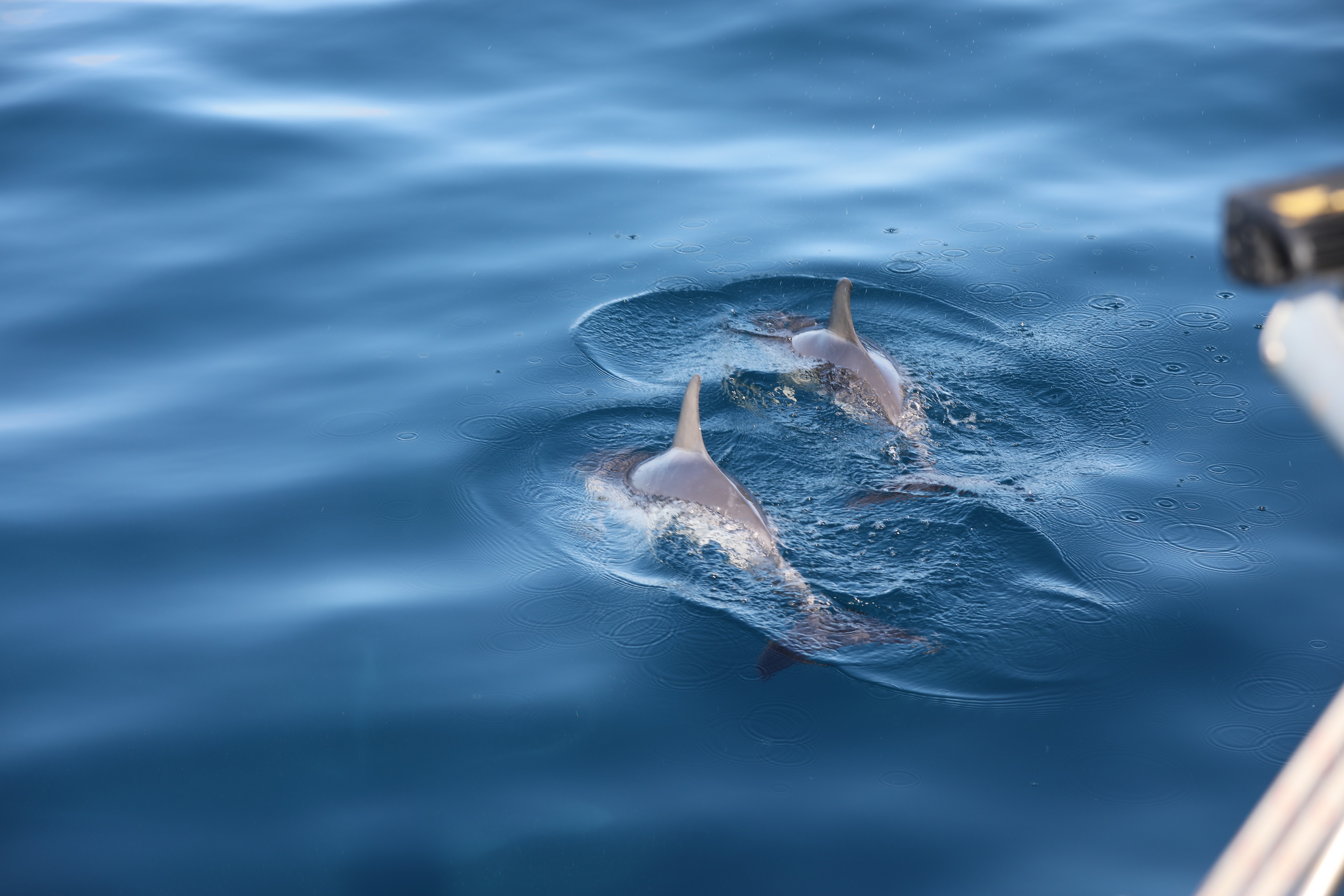 2019 12 07 08 32 46 Canon EOS 5D Mark IV 0006